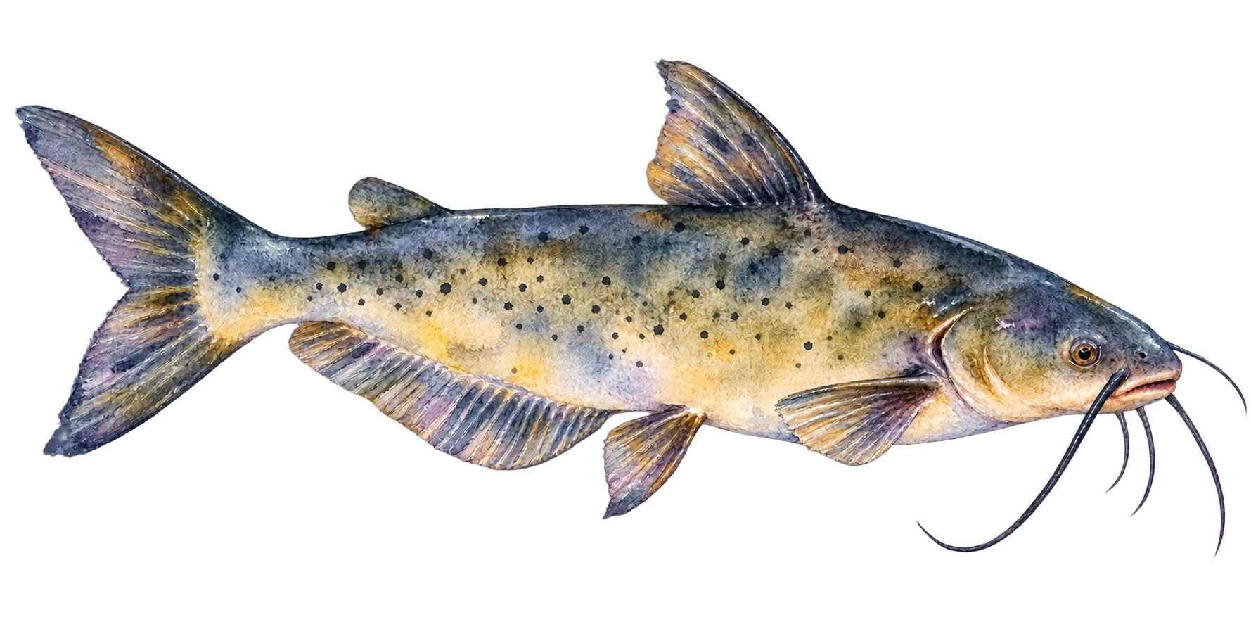 A catfish